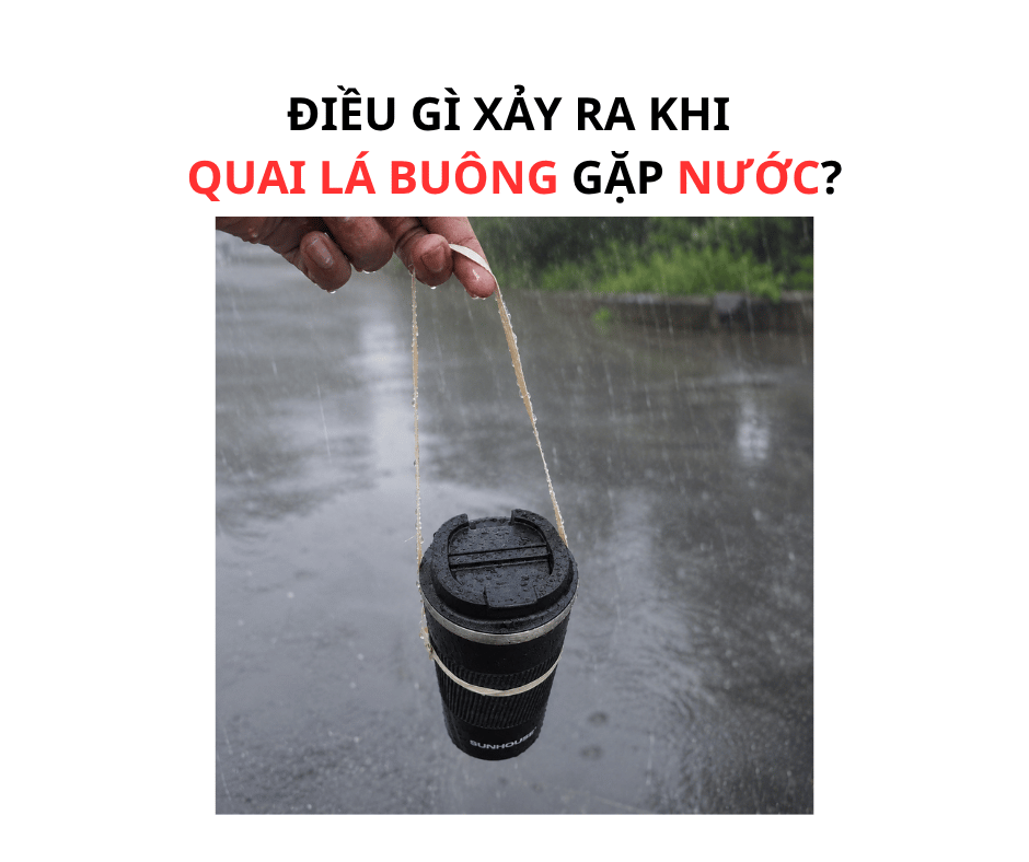 ĐIỀU GÌ XẢY RA KHI QUAI LÁ BUÔNG GẶP NƯỚC?