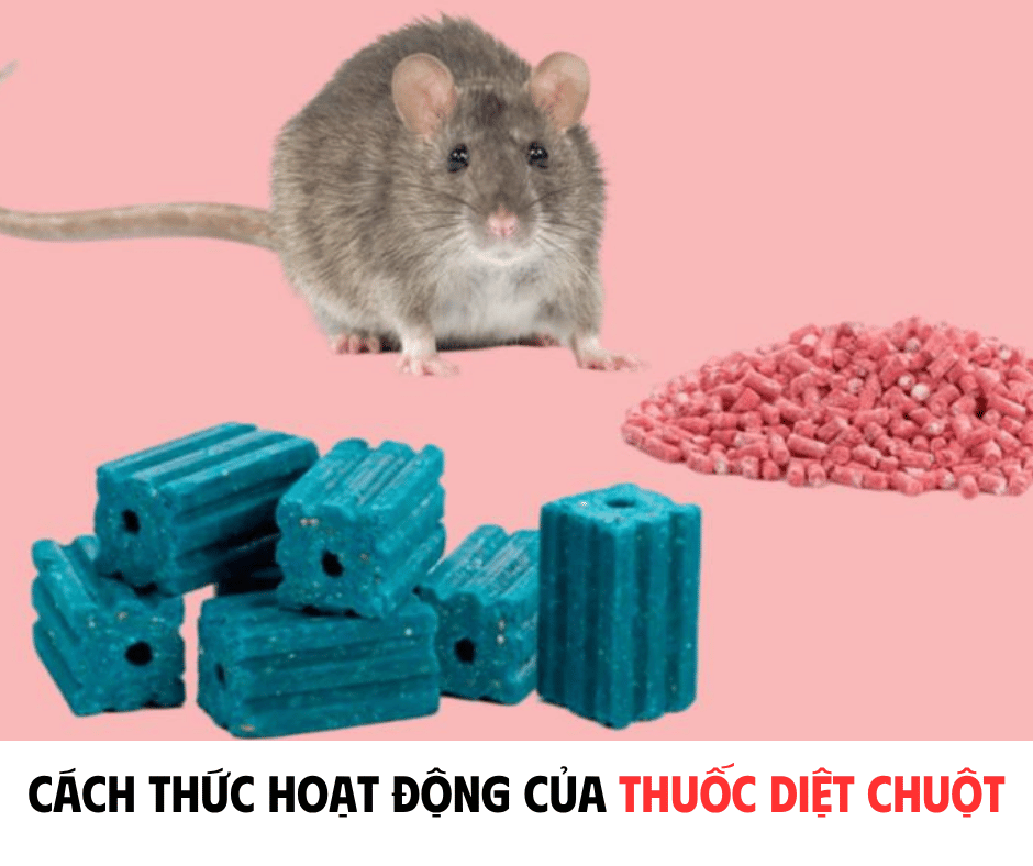 CÁCH THỨC HOẠT ĐỘNG CỦA THUỐC DIỆT CHUỘT