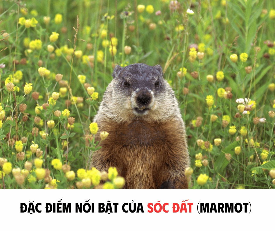 ĐẶC ĐIỂM NỔI BẬT CỦA SÓC ĐẤT (MARMOT)
