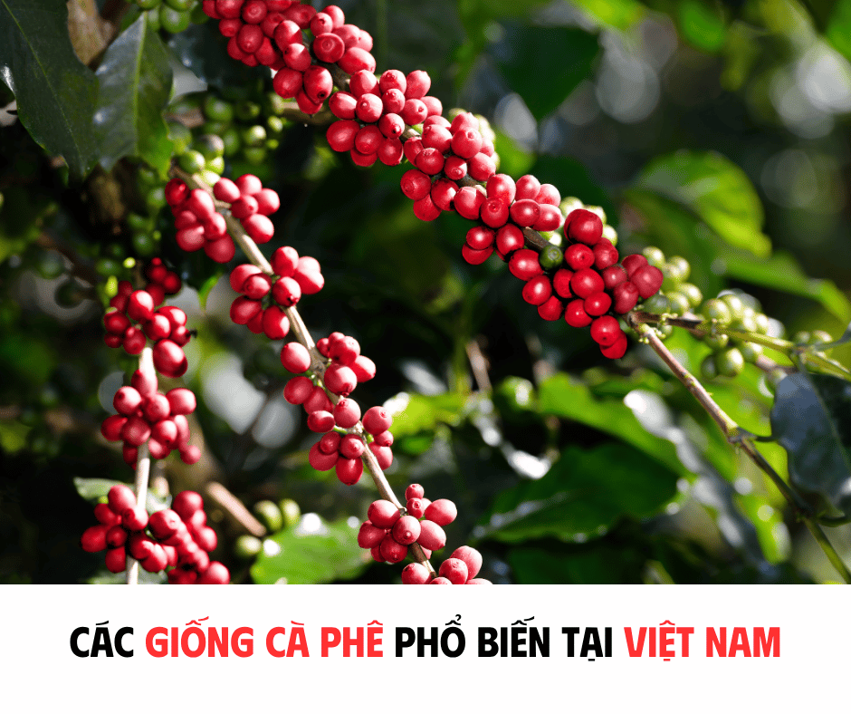 CÁC GIỐNG CÀ PHÊ PHỔ BIẾN TẠI VIỆT NAM