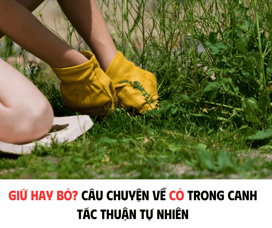 GIỮ HAY BỎ? CÂU CHUYỆN VỀ CỎ TRONG CANH TÁC THUẦN  TỰ NHIÊN