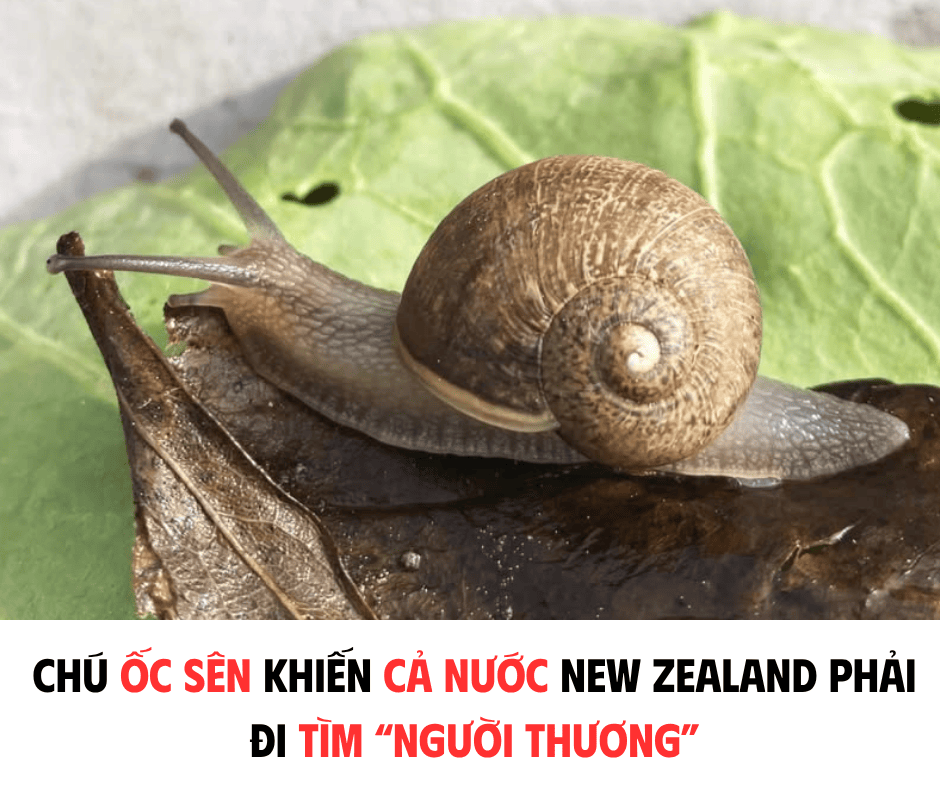 CHÚ ỐC SÊN KHIẾN CẢ NƯỚC NEW ZEALAND PHẢI ĐI TÌM 