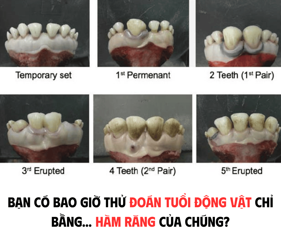 BẠN CÓ BAO GIỜ THỬ ĐOÁN TUỔI ĐỘNG VẬT CHỈ BẰNG HÀM RĂNG CỦA CHÚNG ?