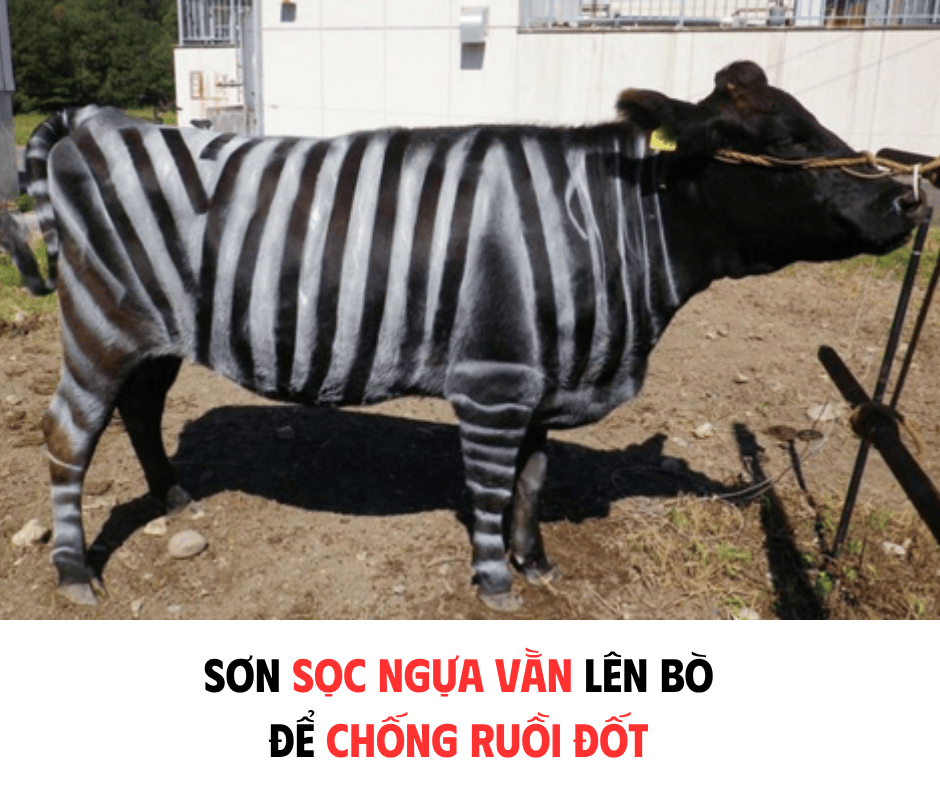 SƠN SỌC NGỰA VẰN LÊN BÒ ĐỂ CHỐNG RUỒI ĐỐT, NHẬT BẢN GIÀNH GIẢI IG NOBEL SINH HỌC