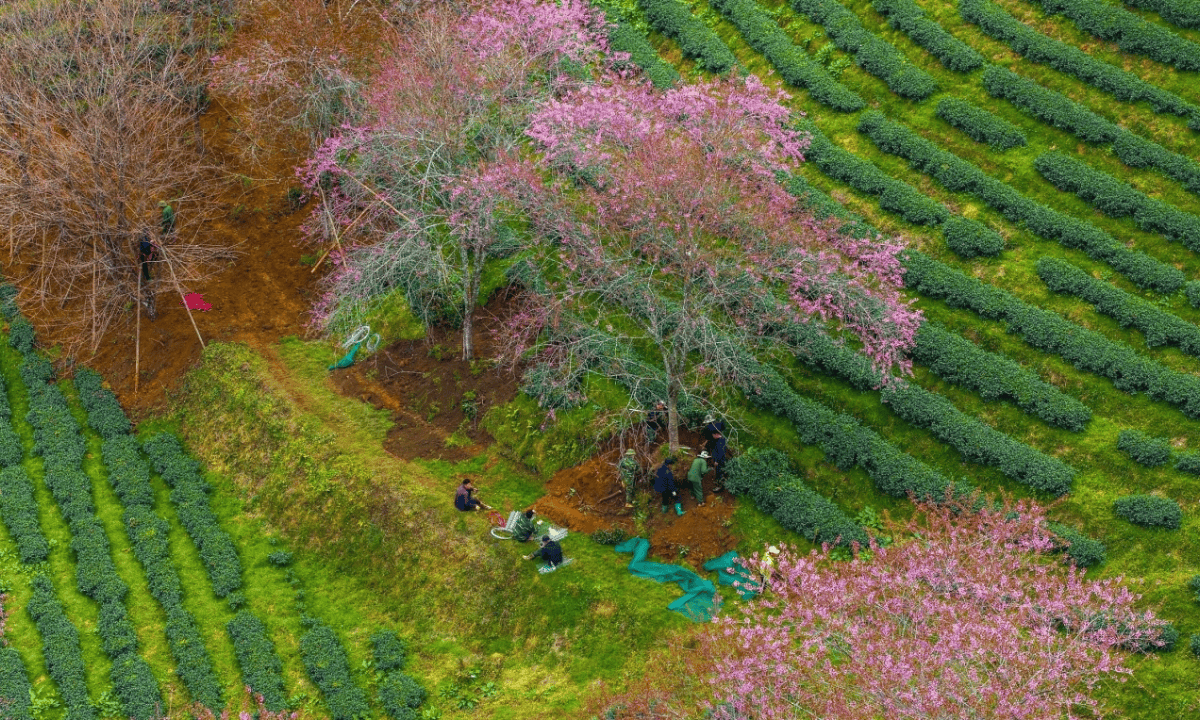 Đồi chè Ô Long Sa Pa sắp đóng cửa, hơn 1.000 gốc mai anh đào bị di dời khiến du khách tiếc nuối