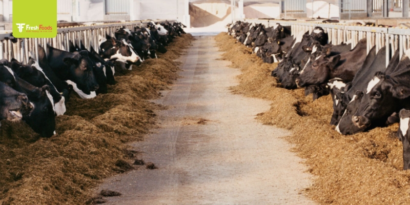 Overview of the Excel Beef Brand from the U.S.