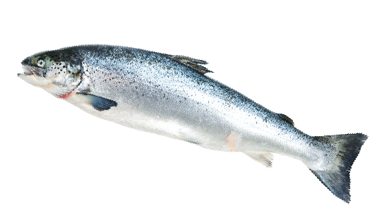 Whole Fresh Tasmanian Atlantic Salmon