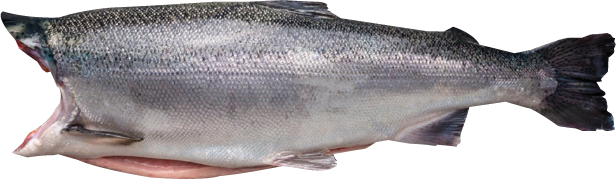 Frozen Chilean Coho Salmon