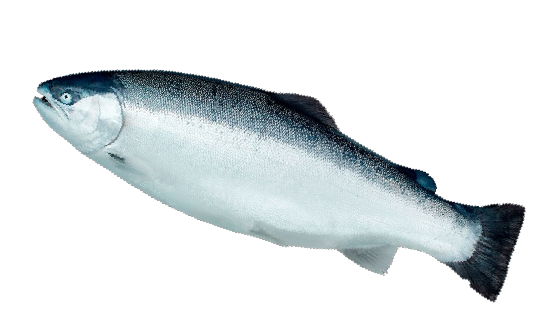 Whole Fresh Norwegian Atlantic Salmon