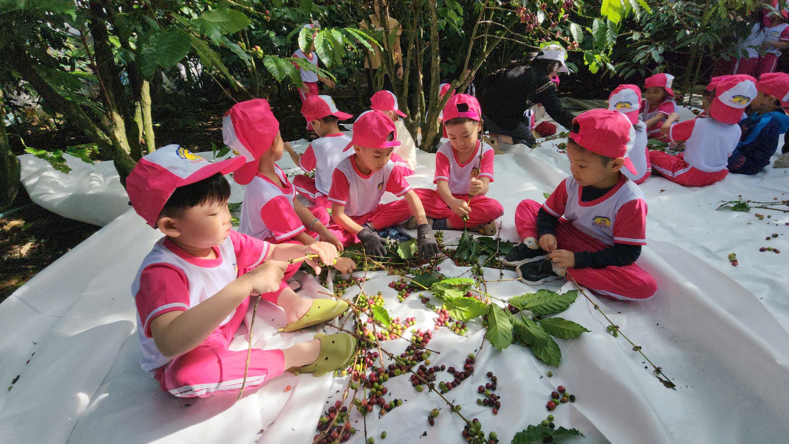 🌼 HOẠT ĐỘNG TRẢI NGHIỆM “HÁI VÀ PHƠI CÀ PHÊ” – BÀI HỌC THỰC TẾ GIÀU Ý NGHĨA CHO TRẺ 5–6 TUỔI TRƯỜNG MẦM NON THANH XUÂN 🌼