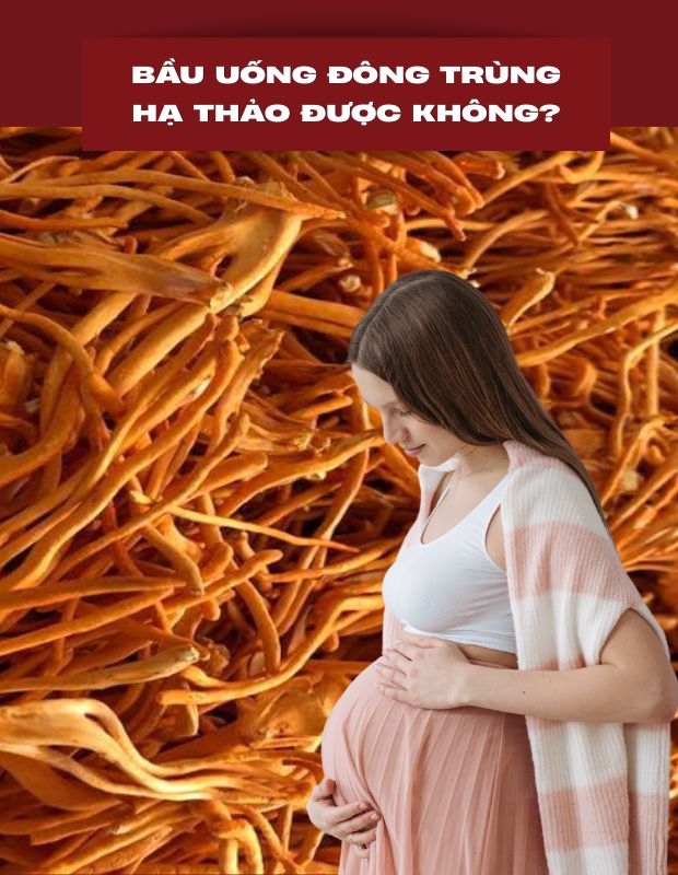 [Giải đáp] Bầu uống đông trùng hạ thảo được không?