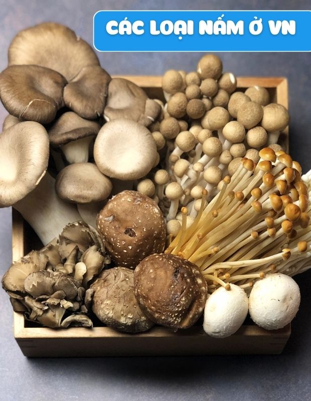 Các loại nấm ở Việt Nam và tác dụng của nấm đối với sức khỏe