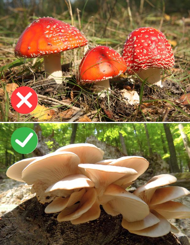 5 Cách nhận biết nấm độc và nấm ăn được