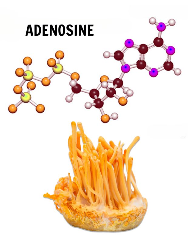 Adenosine là gì? Hàm lượng Adenosine trong đông trùng hạ thảo
