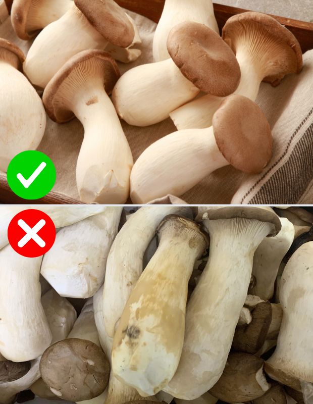 Nấm bị hư: Cách nhận biết và cách bảo quản nấm tươi