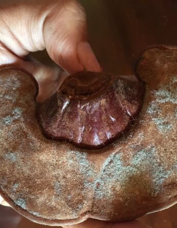 Nấm bị mốc trắng có ăn được không? Nguyên nhân và cách nhận biết