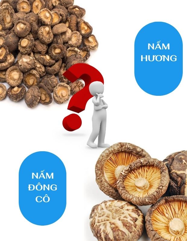 [Góc giải đáp] Nấm đông cô và nấm hương giống hay khác nhau