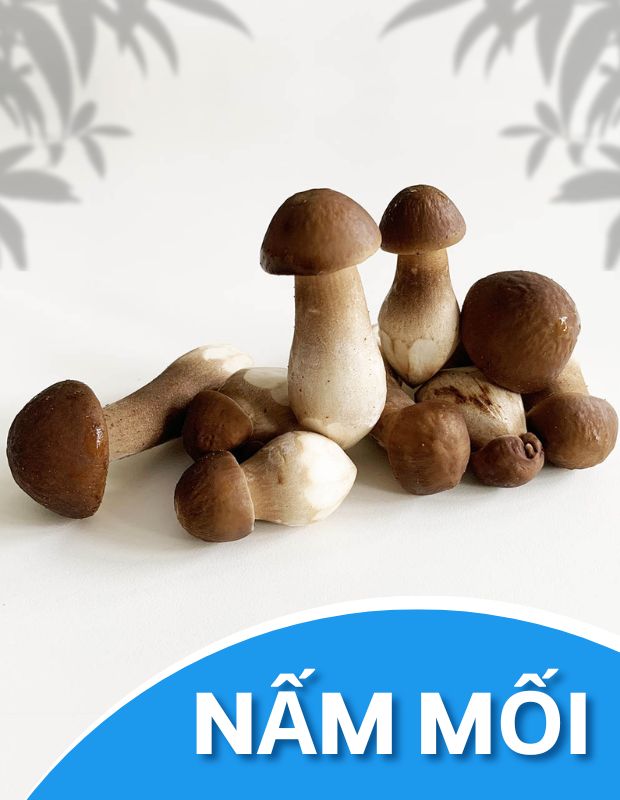 Nấm mối là gì? Cách nhận biết và công dụng tuyệt vời của nấm mối