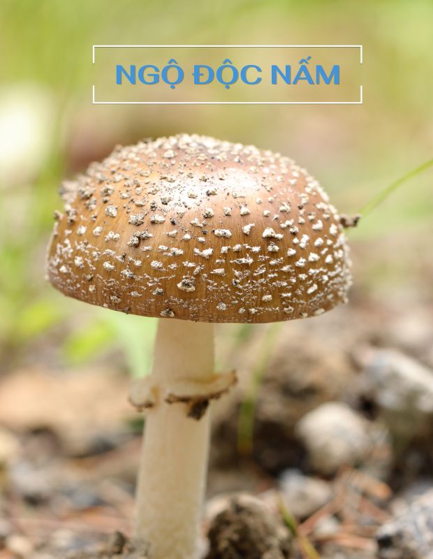 Ngộ độc nấm: Nguyên nhân, triệu chứng và cách xử lý