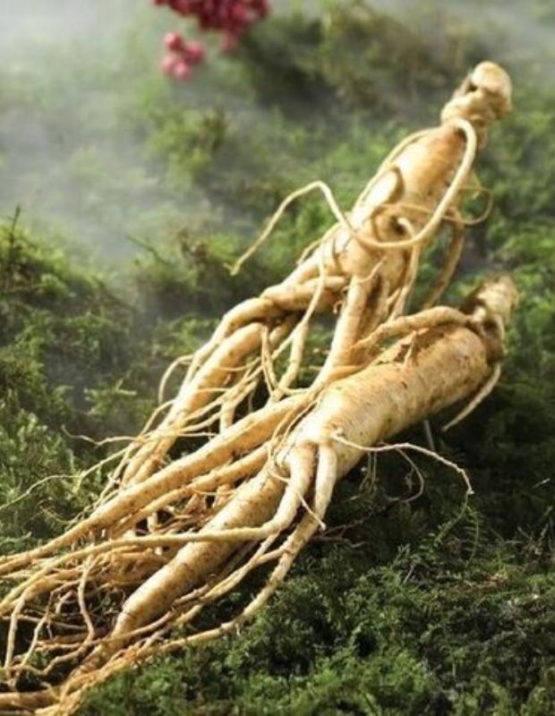 Bạn có biết nhân sâm có tác dụng gì cho da?