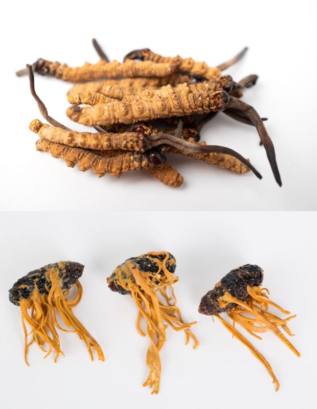 Mách bạn cách phân biệt đông trùng hạ thảo thật giả