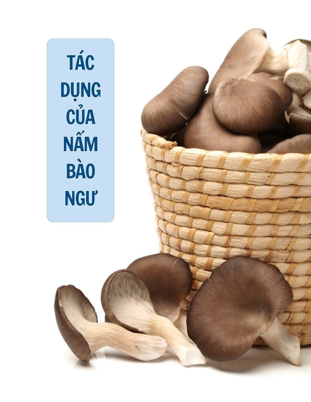 Bật mí tác dụng của nấm bào ngư đối với sức khỏe bạn phải kinh ngạc