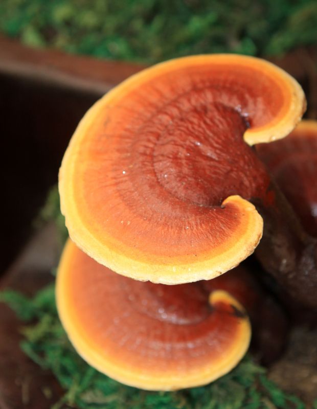 Nấm linh chi là gì? Tác dụng của nấm linh chi đối với sức khỏe