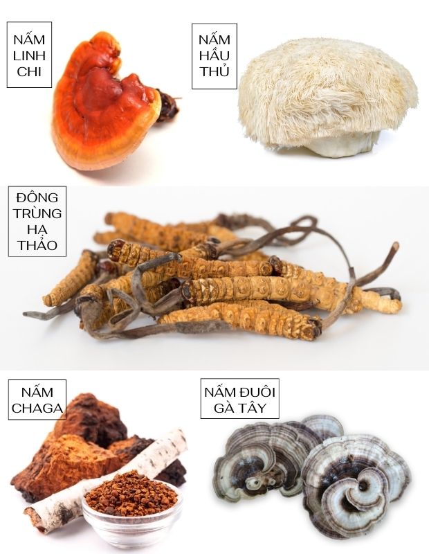 Tổng hợp các loại nấm dược liệu quý tốt cho sức khỏe bạn nên biết