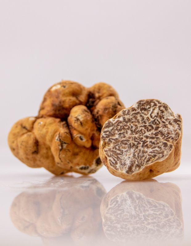 Top 10 loại nấm đắt nhất thế giới chỉ dành cho giới nhà giàu