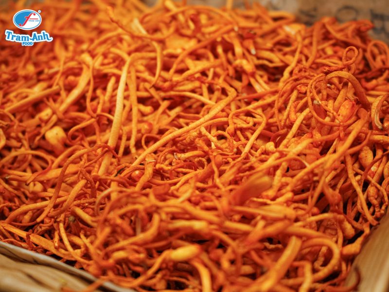 Bắc Trùng Thảo