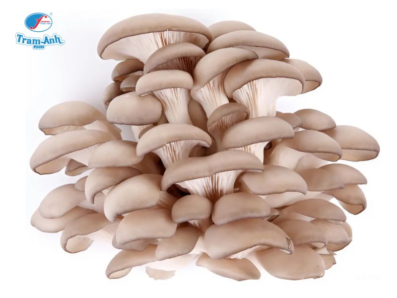 Nấm bào ngư xám Trâm Anh Food