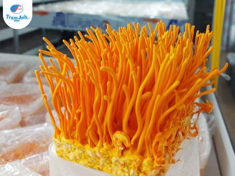 Nấm Đông Trùng Hạ Thảo