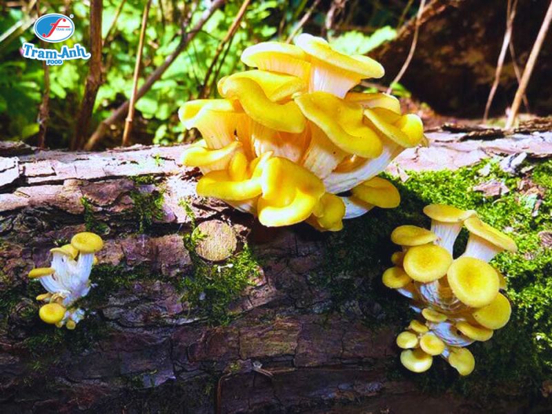 Nấm Hoàng Kim tươi Trâm Anh Food