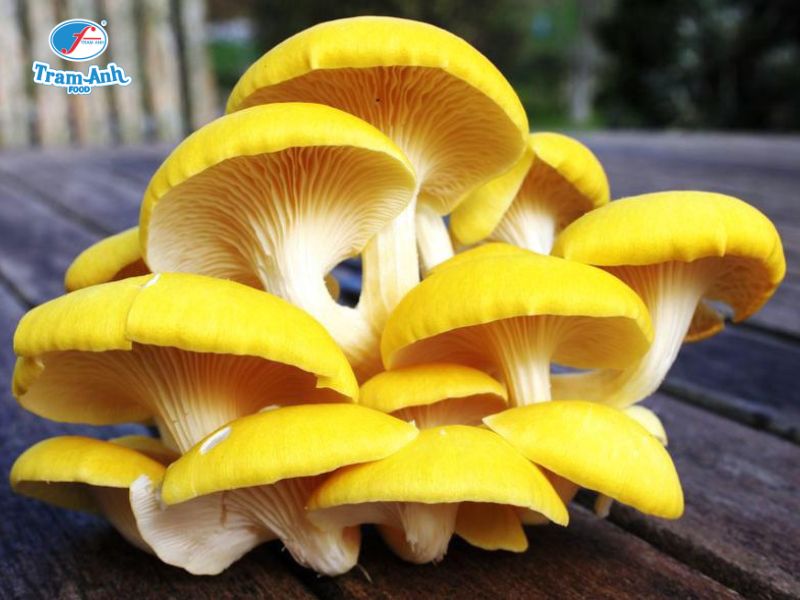 Nấm Hoàng Kim tươi Trâm Anh Food