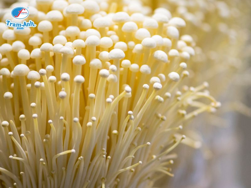 Nấm kim châm tươi