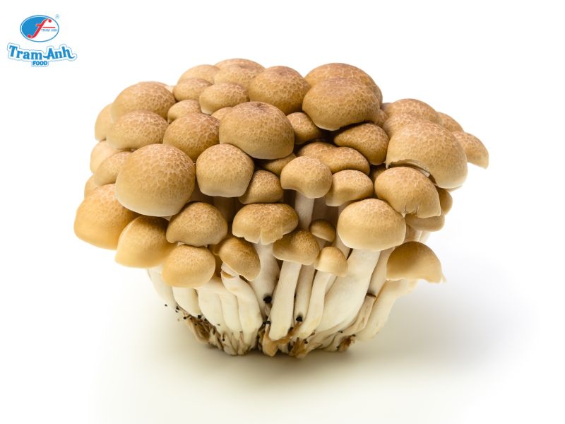 Nấm Linh Chi Nâu