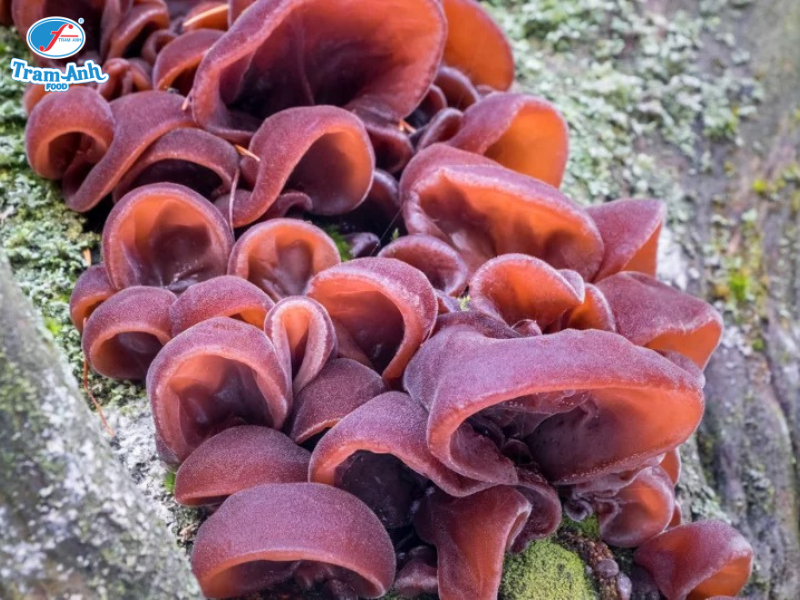 Nấm mèo đen khô Trâm Anh Food