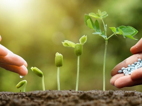 Tổng quan về phân bón hữu cơ vi sinh và cách sử dụng đạt hiệu quả cao.