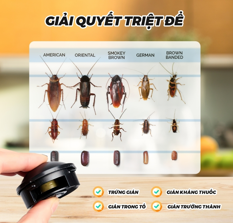 Viên diệt gián sinh học Earthchem Nhật Bản 12 viên