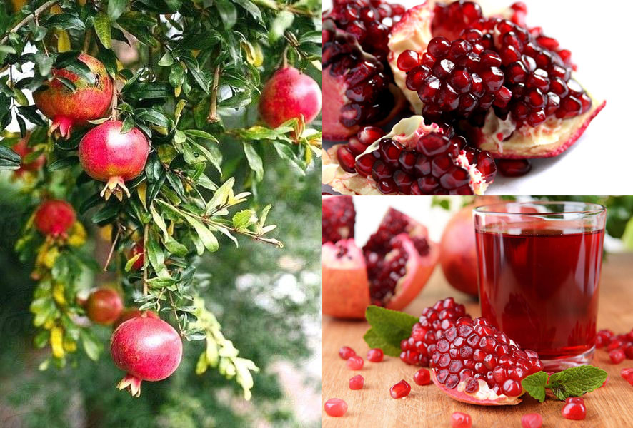 Loại quả giàu collagen chống lão hóa đang vào “mùa vàng”, giá rẻ bèo bán đầy khắp chợ Việt