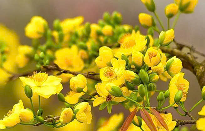 3 cây phong thủy nên đặt trong nhà dịp năm mới vạn sự đều thuận hòa.