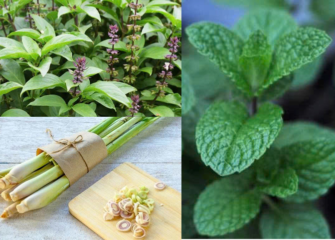 Loại cây quen thuộc dễ trồng, vừa đuổi muỗi , ruồi lại có thể lọc không khí trong nhà