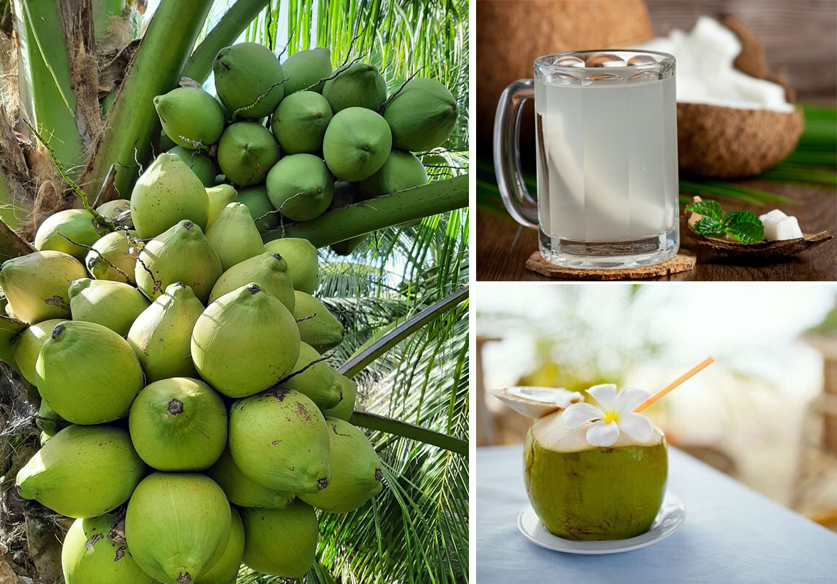 Uống nước dừa vào buổi sáng có tác dụng gì?