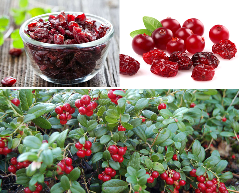 Lợi ích sức khỏe đã được chứng minh của quả nam việt quất