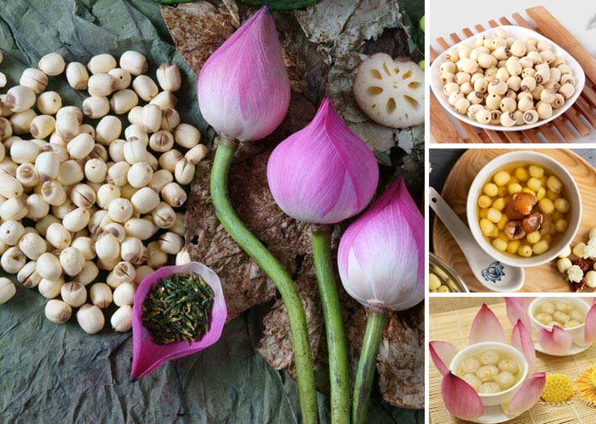 Thật hư ăn hạt sen dễ ngủ và những điều cần biết