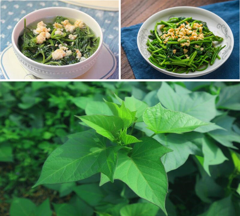 Tại sao rau khoai lang được gọi là 