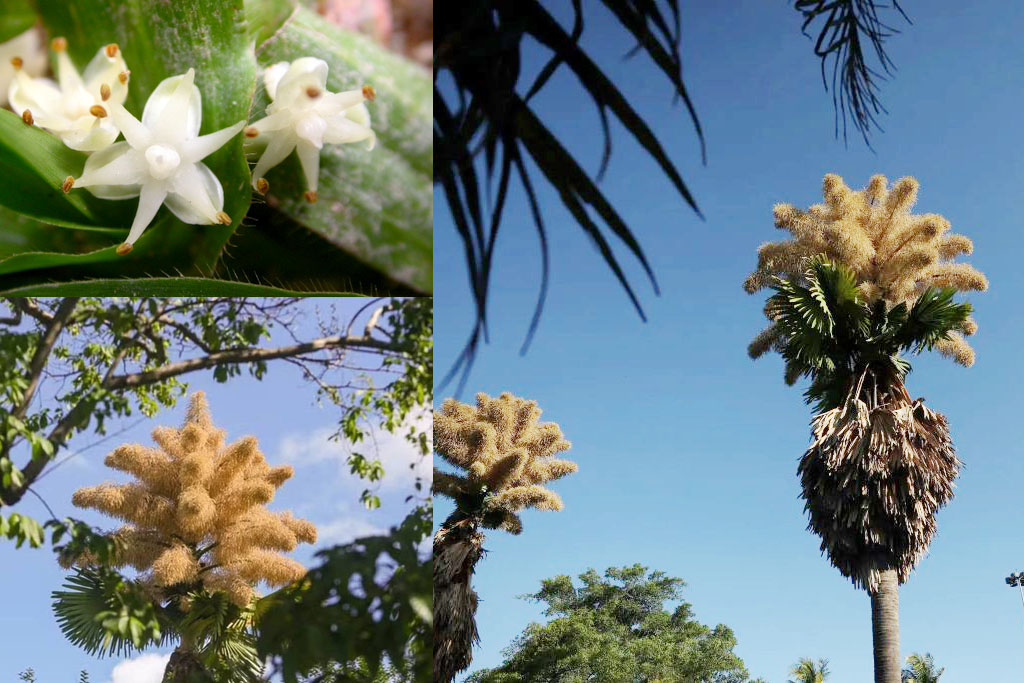 Loài cây hiếm bậc nhất hành tinh nở ra 25 triệu bông hoa 1 lần duy nhất sau 70 năm