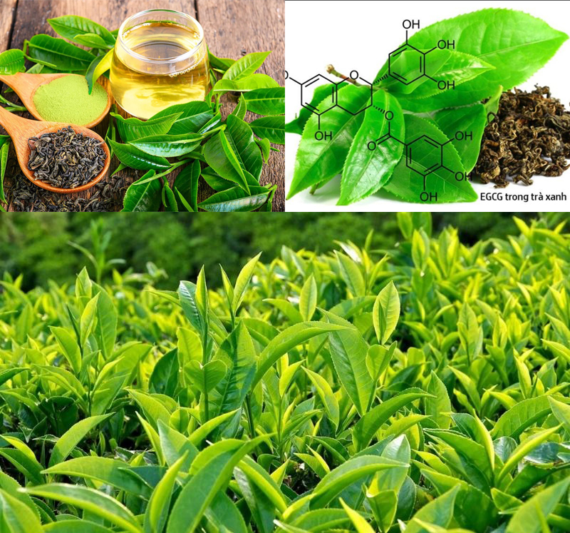 Trà xanh chứa hoạt chất được ví như 
