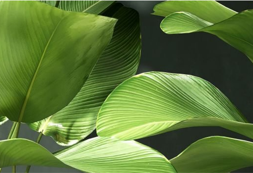 Pourquoi végétaliser votre espace de travail?