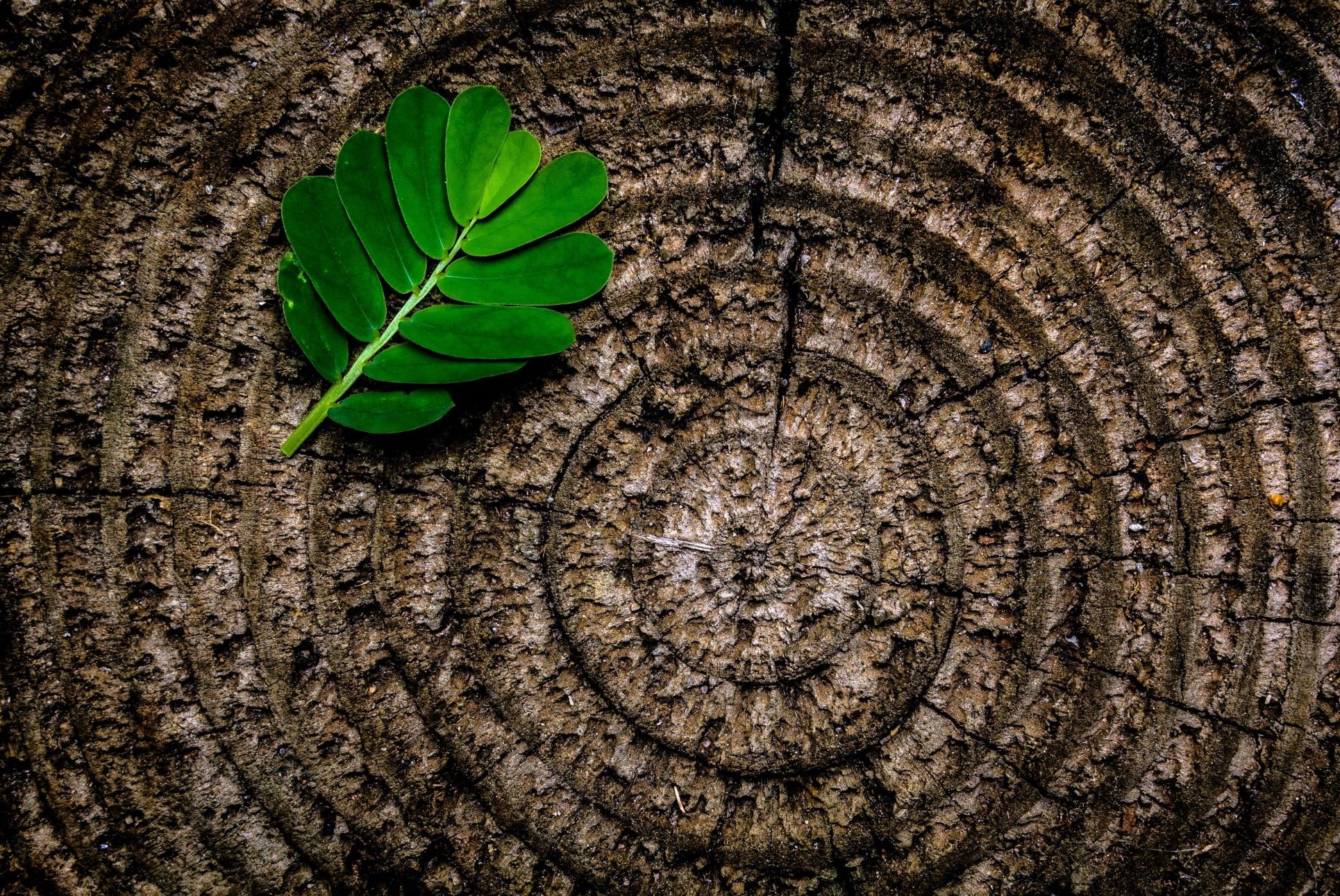 Biophilie et Feng Shui : l’harmonie entre nature et bien-être au travail